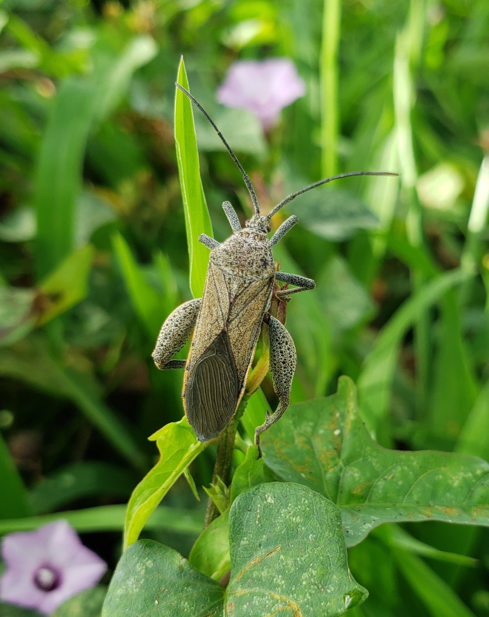 Sweet Potato Bug Big Island Invasive Species Committee (BIISC)