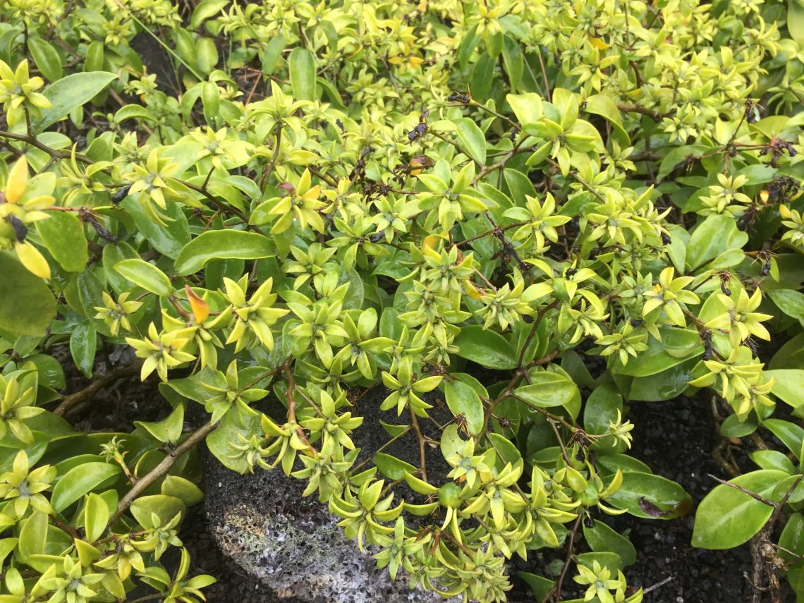 invasive Barbados Gooseberry
