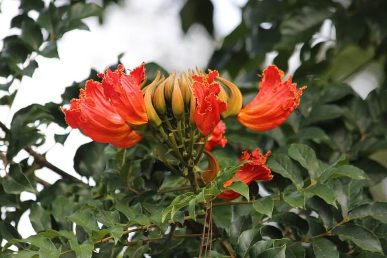 African Tulip - Big Island Invasive Species Committee (BIISC)