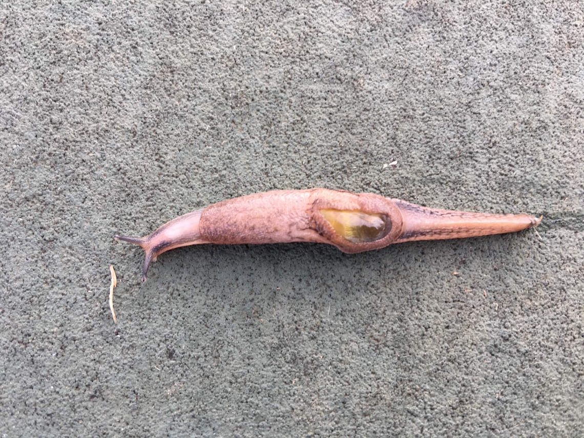 Semi-Slug Found in Kohala