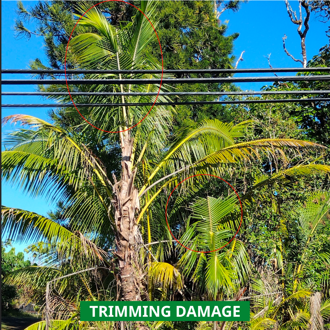 trimming damage to coconut trees
